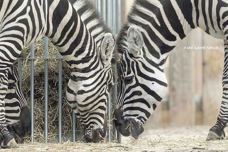 Böhmzebras an der Heuraufe am 5. Dezember 2019 auf der Afrika-Anlage im Wuppertaler Zoo (Foto Gerrit Nitsch)