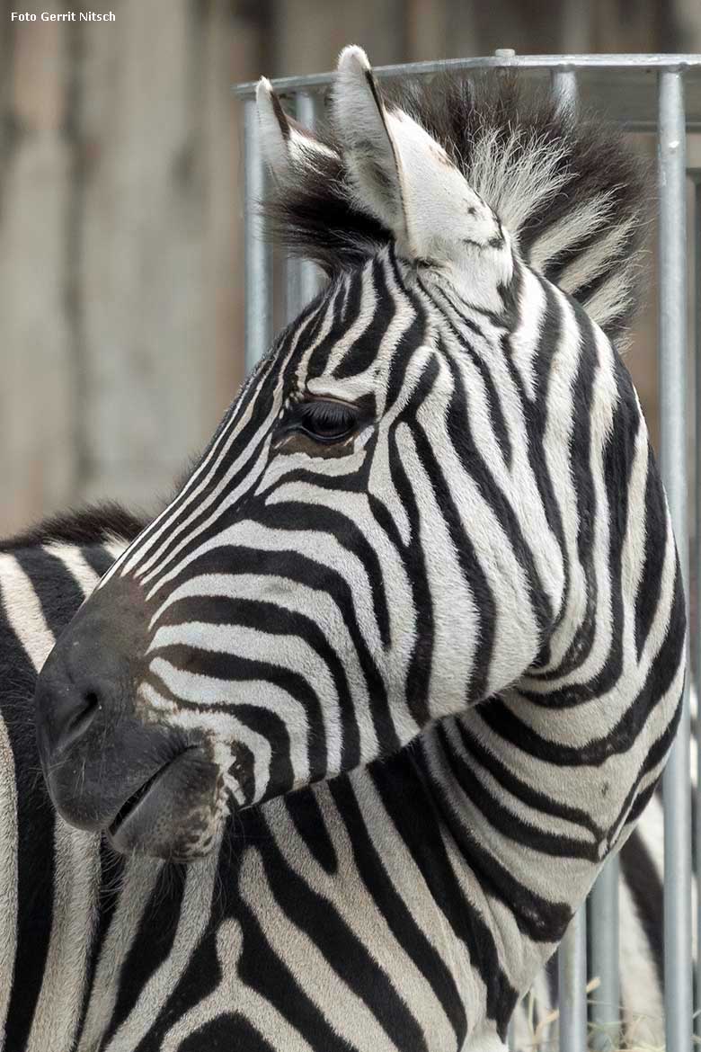 Böhmzebra am 5. Dezember 2019 auf der Afrika-Anlage im Zoo Wuppertal (Foto Gerrit Nitsch)