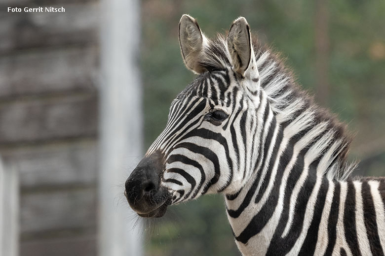 Böhmzebra am 5. Dezember 2019 auf der Afrika-Anlage im Grünen Zoo Wuppertal (Foto Gerrit Nitsch)