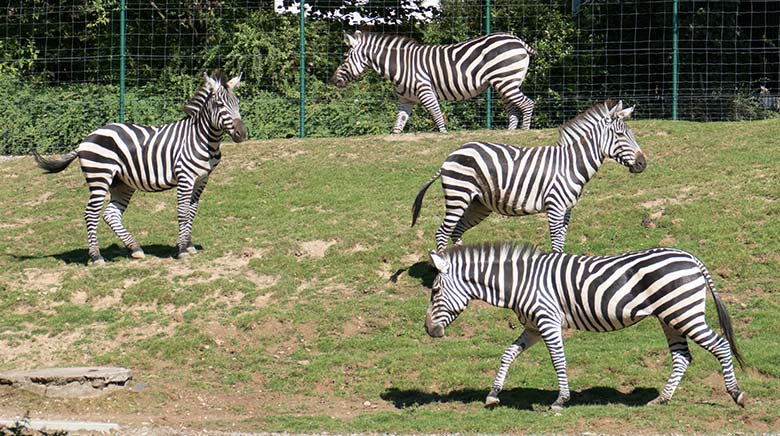 Vier Böhmzebras im nachmittäglichen Sonnenlicht am 7. August 2020 auf der Afrika-Anlage im Zoologischen Garten der Stadt Wuppertal