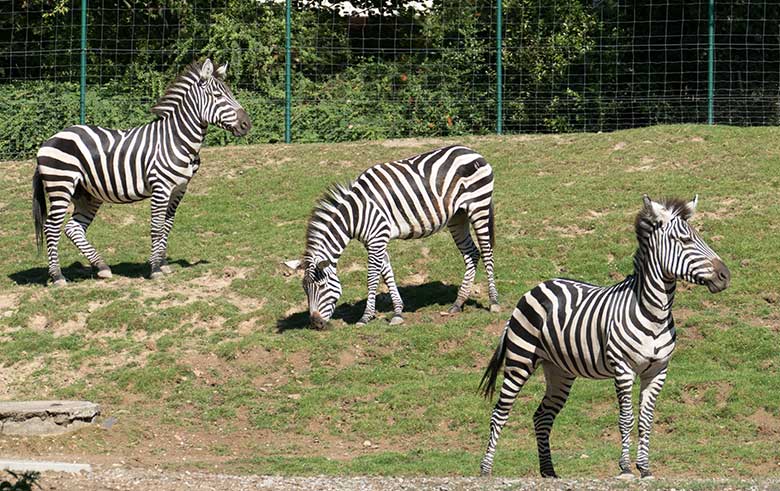 Drei Böhmzebras im nachmittäglichen Sonnenlicht am 7. August 2020 auf der Afrika-Anlage im Zoo Wuppertal