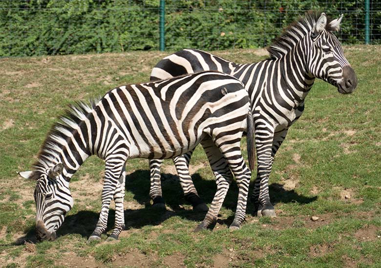 Zwei Böhmzebras im nachmittäglichen Sonnenlicht am 7. August 2020 auf der Afrika-Anlage im Grünen Zoo Wuppertal