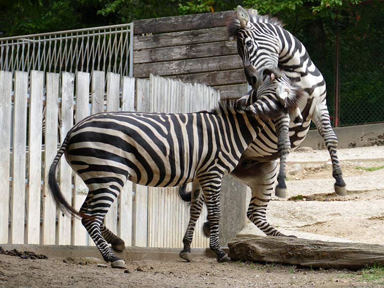 Böhmzebras am 8. September 2020 auf der Afrika-Anlage im Wuppertaler Zoo