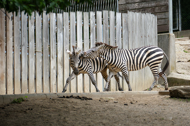 Böhmzebras am 8. September 2020 auf der Afrika-Anlage im Grünen Zoo Wuppertal