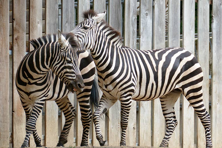 Böhmzebras am 8. September 2020 auf der Afrika-Anlage im Zoologischen Garten Wuppertal