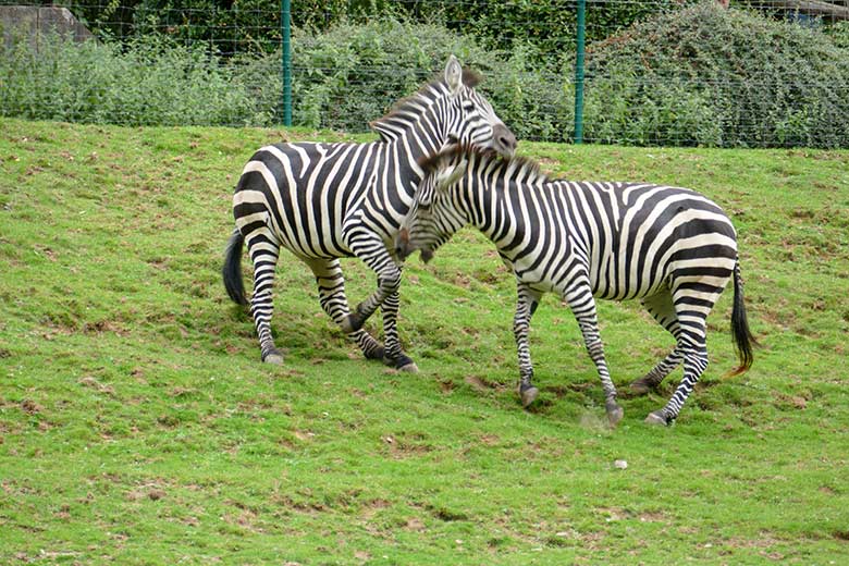 Böhmzebras am 8. September 2020 auf der Afrika-Anlage im Zoologischen Garten Wuppertal