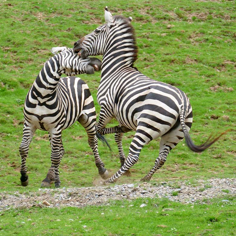 Böhmzebras am 8. September 2020 auf der Afrika-Anlage im Zoo Wuppertal