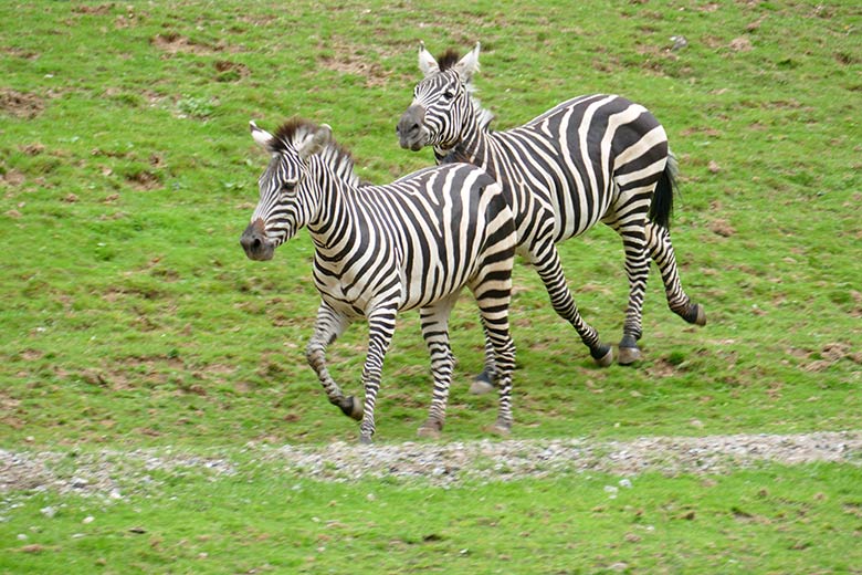 Böhmzebras am 8. September 2020 auf der Afrika-Anlage im Grünen Zoo Wuppertal