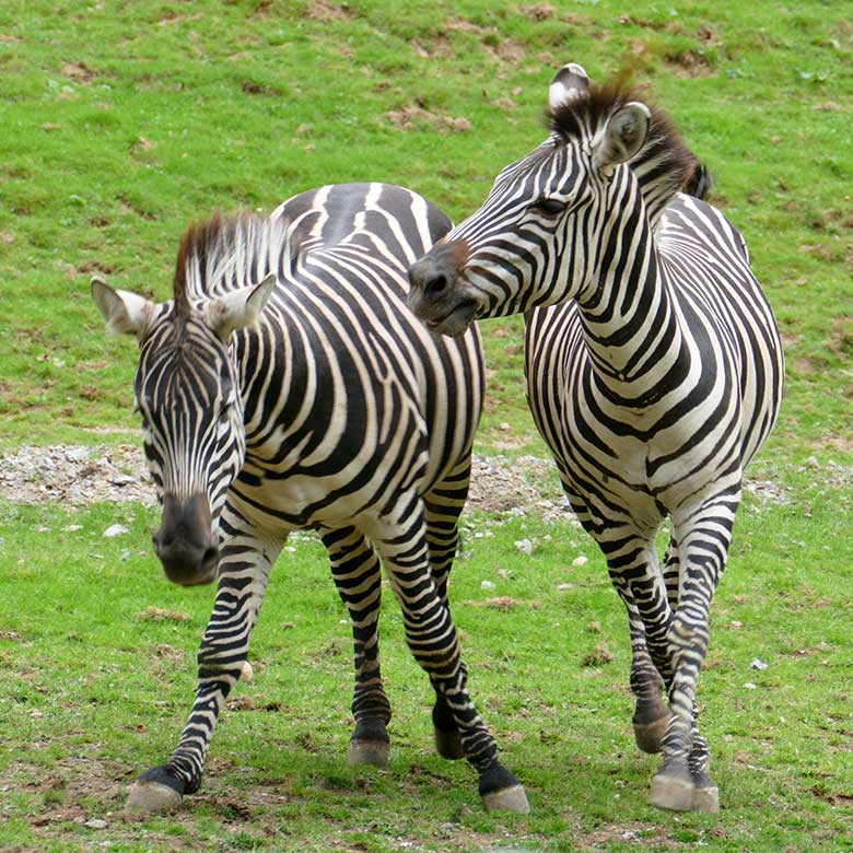 Böhmzebras am 8. September 2020 auf der Afrika-Anlage im Zoologischen Garten der Stadt Wuppertal