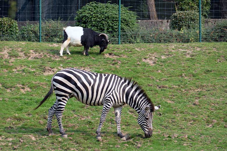 Böhmzebra vor Afrikanischer Zwergziege am 16. September 2020 auf der Afrika-Anlage im Grünen Zoo Wuppertal