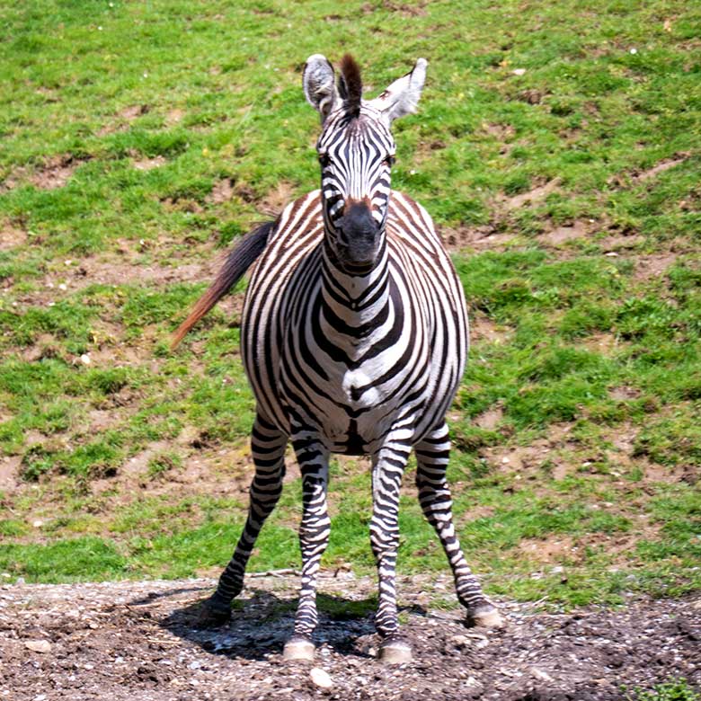 Trächtige Böhmzebra-Stute FADILA am 26. Mai 2021 auf der Afrika-Anlage im Wuppertaler Zoo