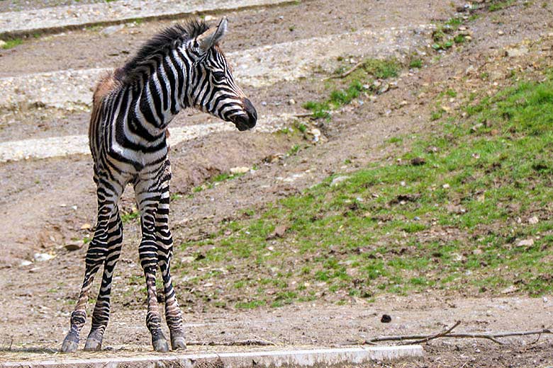 Männliches Böhmzebra-Jungtier am 28. Mai 2021 auf der Afrika-Anlage im Zoo Wuppertal