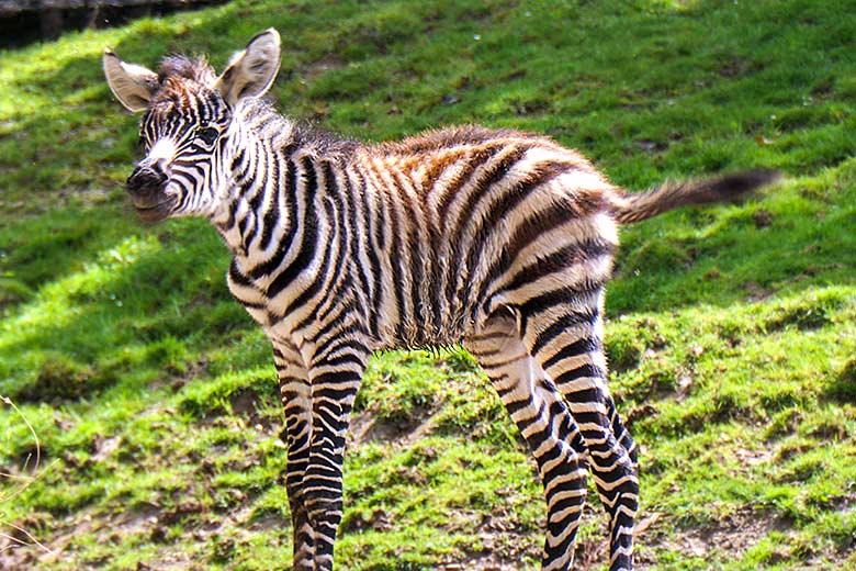 Männliches Böhmzebra-Jungtier am 28. Mai 2021 auf der Afrika-Anlage im Zoologischen Garten Wuppertal