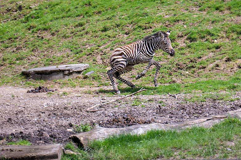 Männliches Böhmzebra-Jungtier am 28. Mai 2021 auf der Afrika-Anlage im Zoo Wuppertal