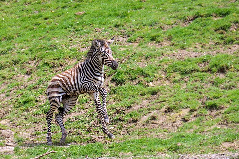 Männliches Böhmzebra-Jungtier am 28. Mai 2021 auf der Afrika-Anlage im Wuppertaler Zoo