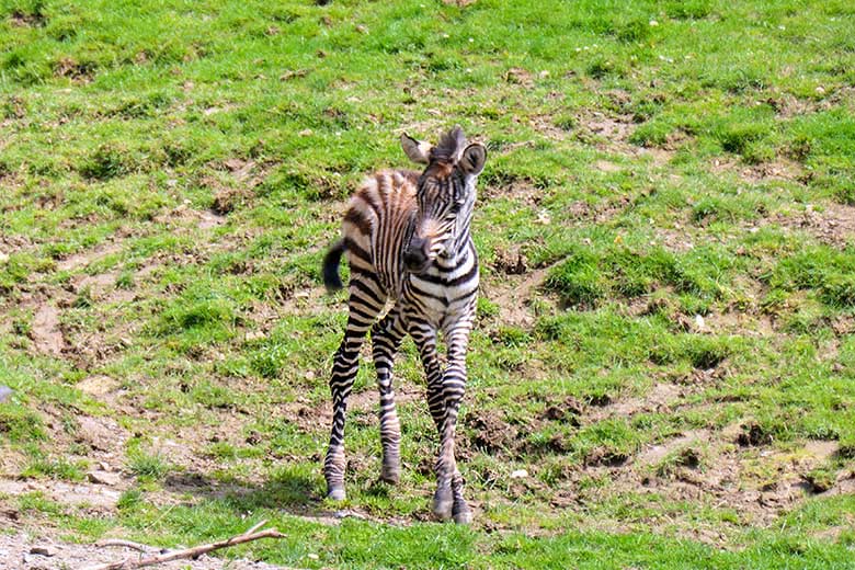 Männliches Böhmzebra-Jungtier am 28. Mai 2021 auf der Afrika-Anlage im Zoologischen Garten der Stadt Wuppertal