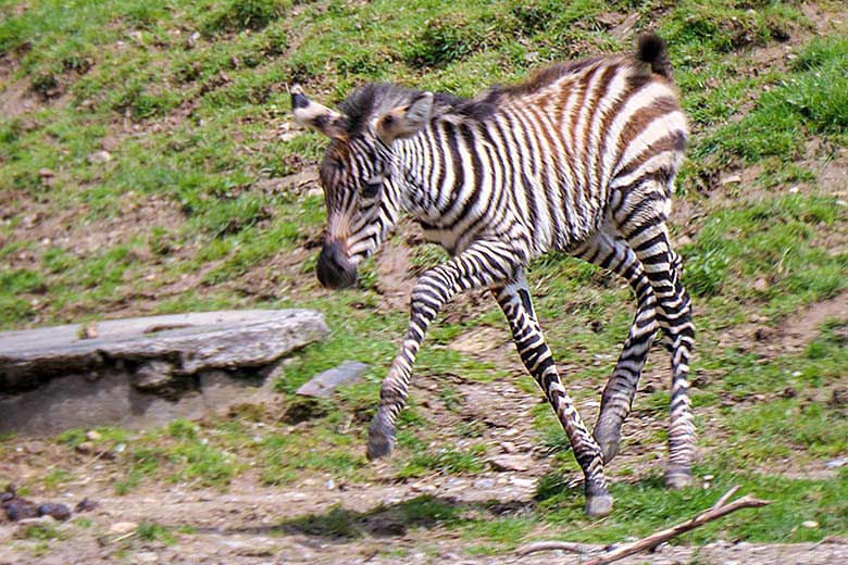 Männliches Böhmzebra-Jungtier am 28. Mai 2021 auf der Afrika-Anlage im Zoo Wuppertal