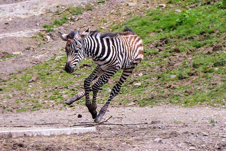 Männliches Böhmzebra-Jungtier am 28. Mai 2021 auf der Afrika-Anlage im Wuppertaler Zoo