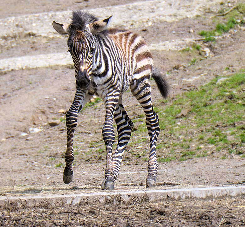 Männliches Böhmzebra-Jungtier am 28. Mai 2021 auf der Afrika-Anlage im Grünen Zoo Wuppertal