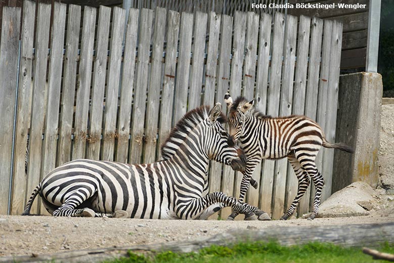 Böhmzebra-Stute FADILA mit dem noch namenlosen Böhmzebra-Fohlen am 4. Juni 2021 auf der Afrika-Anlage im Wuppertaler Zoo (Foto Claudia Böckstiegel-Wengler)