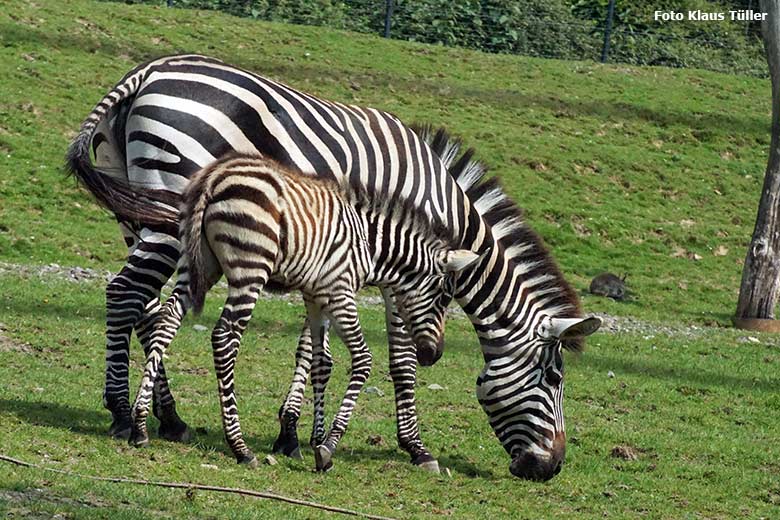 Böhmzebra-Stute FADILA mit dem noch namenlosen Böhmzebra-Fohle am 9. Juni 2021 auf der Afrika-Anlage im Grünen Zoo Wuppertal (Foto Klaus Tüller)