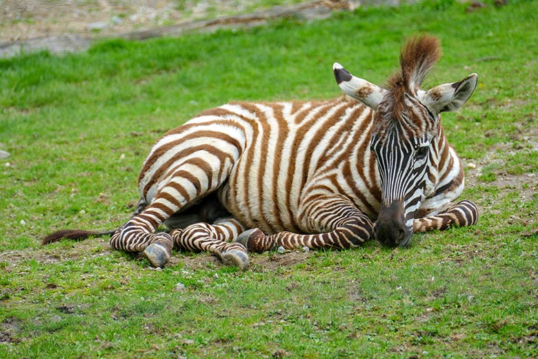 Böhmzebra-Jungtier am 21. August 2021 auf der Afrika-Anlage im Grünen Zoo Wuppertal