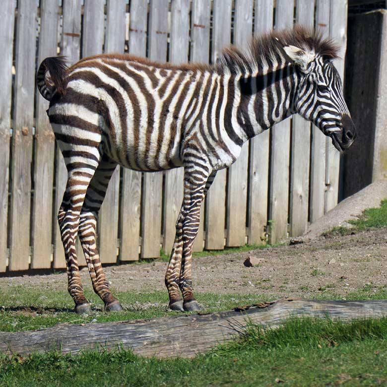 Namenloses männliches Böhmzebra-Jungtier am 9. Oktober 2021 auf der Afrika-Anlage im Grünen Zoo Wuppertal