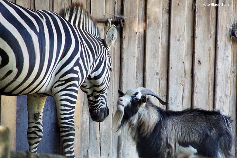 Böhmzebra und Afrikanische Zwergziege am 10. Oktober 2021 auf der Afrika-Anlage im Grünen Zoo Wuppertal (Foto Klaus Tüller)