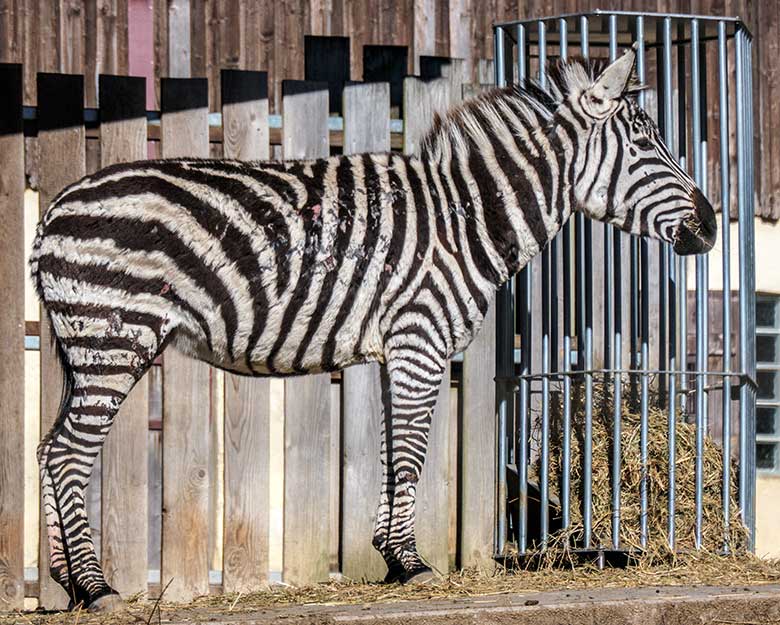 Lädierte Böhmzebra-Stute CHARLOTT am 28. Februar 2022 auf der Afrika-Anlage im Grünen Zoo Wuppertal