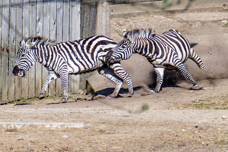 Böhmzebra-Stute CHARLOTT und Böhmzebra-Hengst SETH am 26. März 2022 auf der Afrika-Anlage im Grünen Zoo Wuppertal