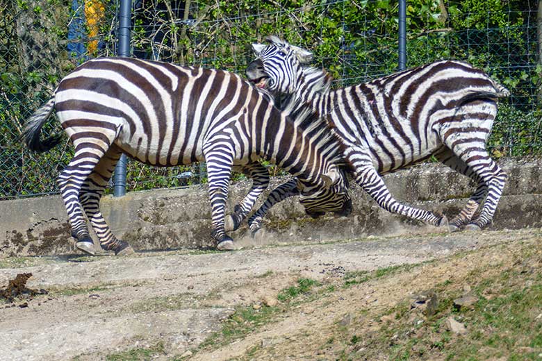 Böhmzebra-Hengst SETH und Böhmzebra-Stute CHARLOTT am 26. März 2022 auf der Afrika-Anlage im Zoologischen Garten der Stadt Wuppertal