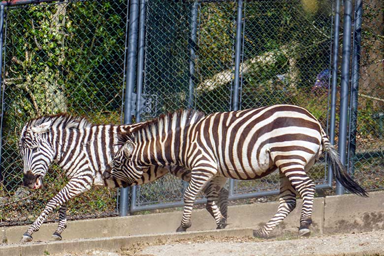 Böhmzebra-Stute CHARLOTT und Böhmzebra-Hengst SETH am 26. März 2022 auf der Afrika-Anlage im Wuppertaler Zoo