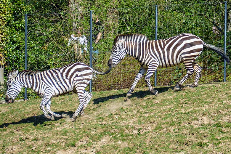 Böhmzebra-Stute CHARLOTT und Böhmzebra-Hengst SETH am 26. März 2022 auf der Afrika-Anlage im Zoologischen Garten Wuppertal