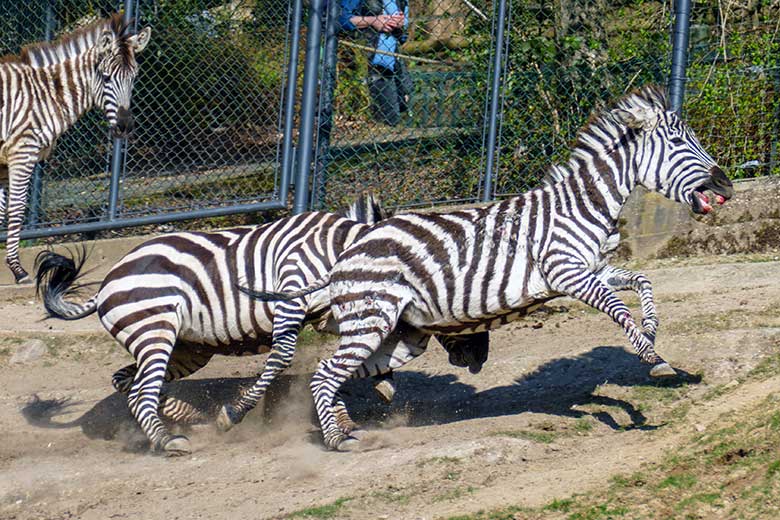 Böhmzebras am 26. März 2022 auf der Afrika-Anlage im Wuppertaler Zoo