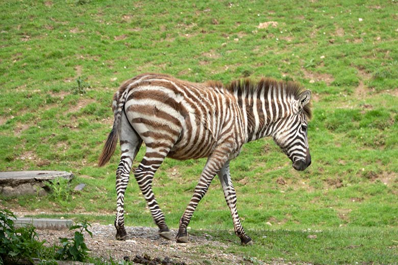 Männliches Böhmzebra-Jungtier KEMI am 21. Mai 2022 auf der Afrika-Anlage im Wuppertaler Zoo