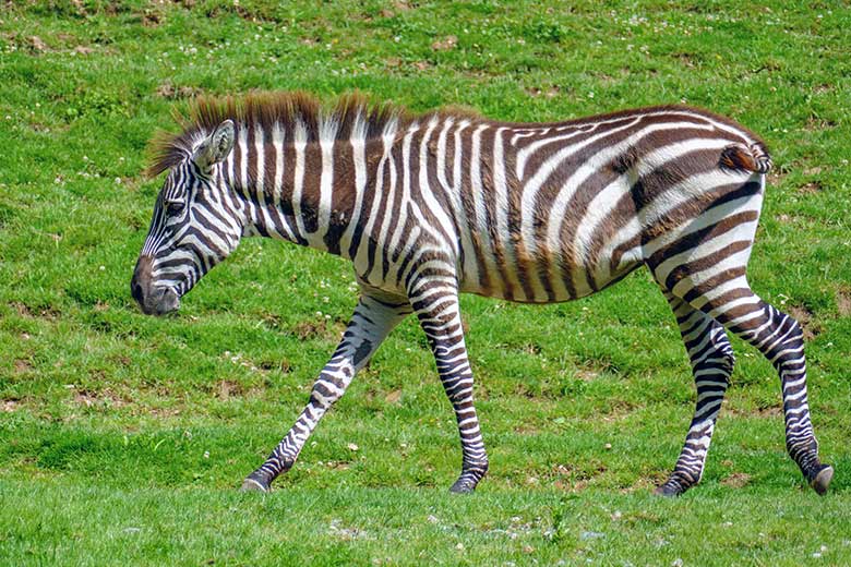 Männliches Böhmzebra-Jungtier KEMI am 28. Juni 2022 auf der Afrika-Anlage im Grünen Zoo Wuppertal