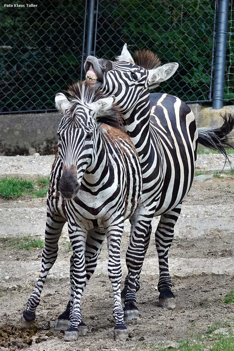 Böhmzebras am 3. Juli 2022 auf der Afrika-Anlage im Grünen Zoo Wuppertal (Foto Klaus Tüller)