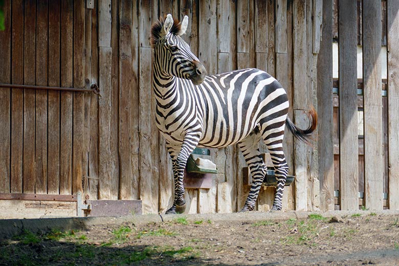 Suchende Böhmzebra-Stute FADILA am 2. August 2022 auf der Afrika-Anlage im Grünen Zoo Wuppertal