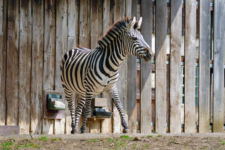 Suchende Böhmzebra-Stute FADILA am 2. August 2022 auf der Afrika-Anlage im Zoologischen Garten Wuppertal