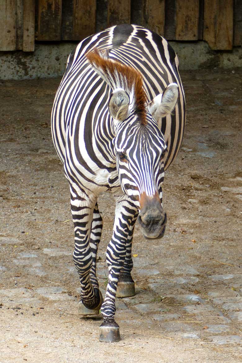 Suchende Böhmzebra-Stute FADILA am 2. August 2022 auf der Afrika-Anlage im Grünen Zoo Wuppertal