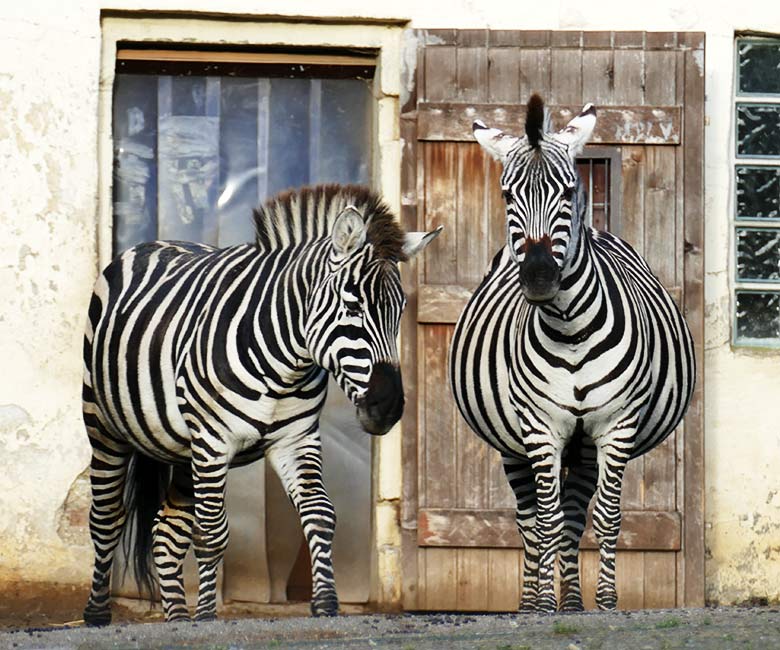 Böhmzebra-Hengst SETH und Böhmzebra-Stute FADILA am 11. Januar 2023 auf der Afrika-Anlage im Zoologischen Garten Wuppertal