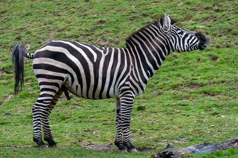 Böhmzebra-Hengst SETH am 26. März 2023 auf der Afrika-Anlage im Wuppertaler Zoo