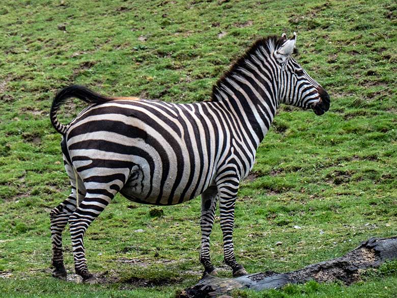 Hochträchtige Böhmzebra-Stute FADILA am 26. März 2023 auf der Afrika-Anlage im Grünen Zoo Wuppertal