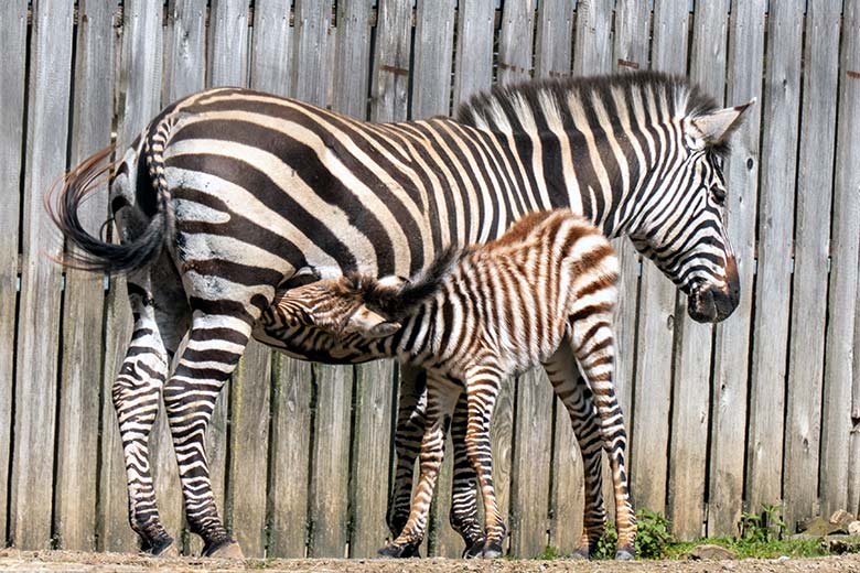 Böhmzebra-Stute FADILA mit Böhmzebra-Jungtier am 14. April 2023 auf der Afrika-Anlage im Zoologischen Garten der Stadt Wuppertal