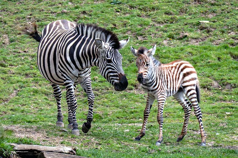 Böhmzebra-Stute FADILA mit Böhmzebra-Jungtier am 14. April 2023 auf der Afrika-Anlage im Zoo Wuppertal