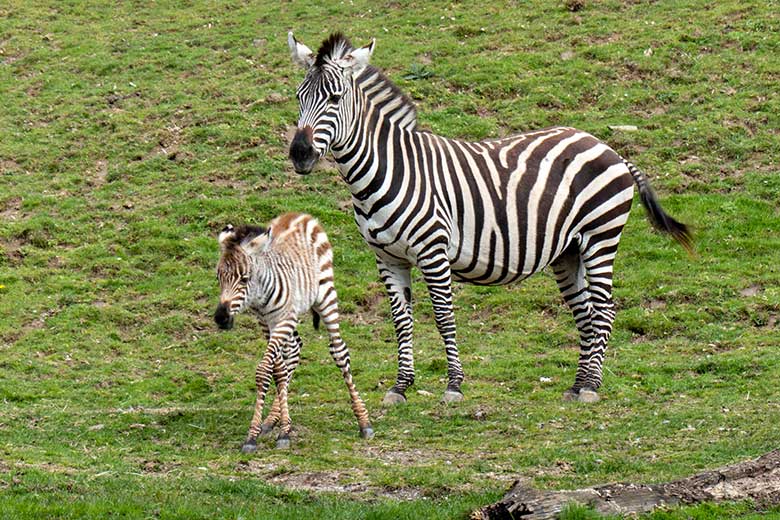 Böhmzebra-Stute FADILA mit Böhmzebra-Jungtier am 14. April 2023 auf der Afrika-Anlage im Wuppertaler Zoo