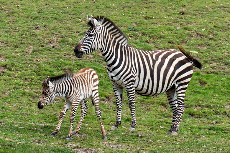 Böhmzebra-Stute FADILA mit Böhmzebra-Jungtier am 14. April 2023 auf der Afrika-Anlage im Grünen Zoo Wuppertal