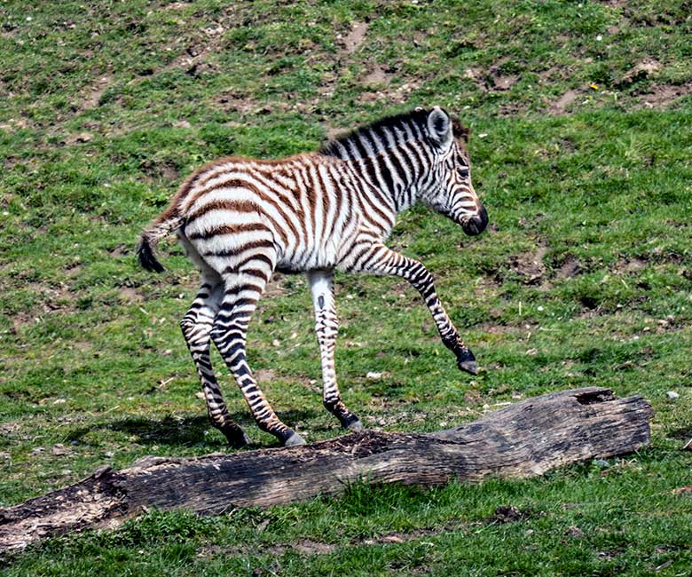 Männliches Böhmzebra-Jungtier am 17. April 2023 auf der Afrika-Anlage im Grünen Zoo Wuppertal