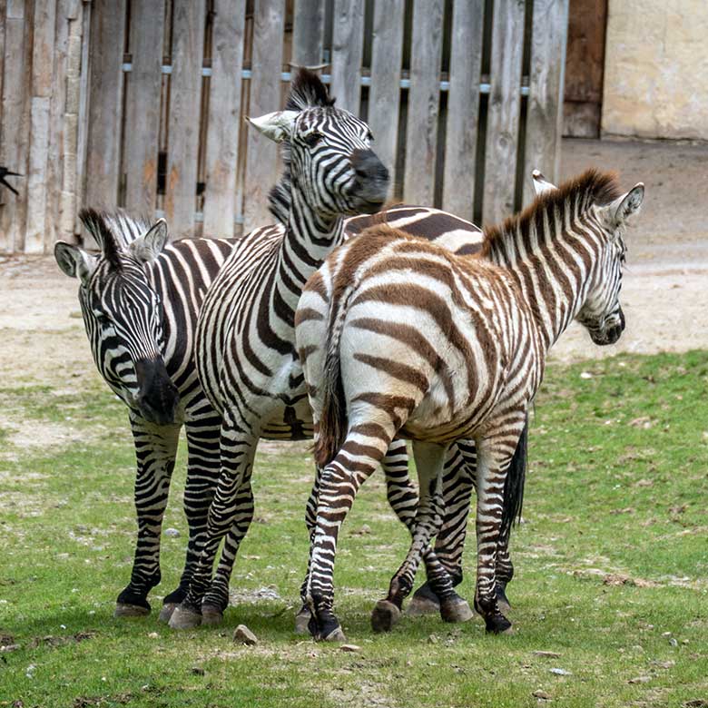 Drei Böhmzebras am 14. April 2024 auf der Afrika-Anlage im Zoologischen Garten Wuppertal