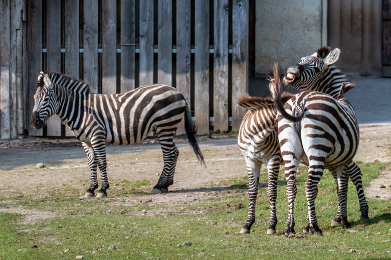 Böhmzebra-Hengst SETH und das männliche Böhmzebra-Jungtier TANO mit seiner Böhmzebra-Mutter FADILA am 23. April 2024 auf der Afrika-Anlage im Grünen Zoo Wuppertal